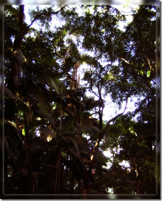 paulista trees